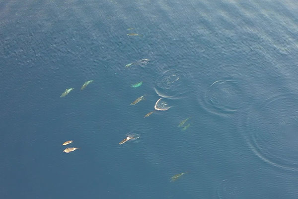Video: Dolphins swimming near Manousakis Marine rental boat in Rethymno